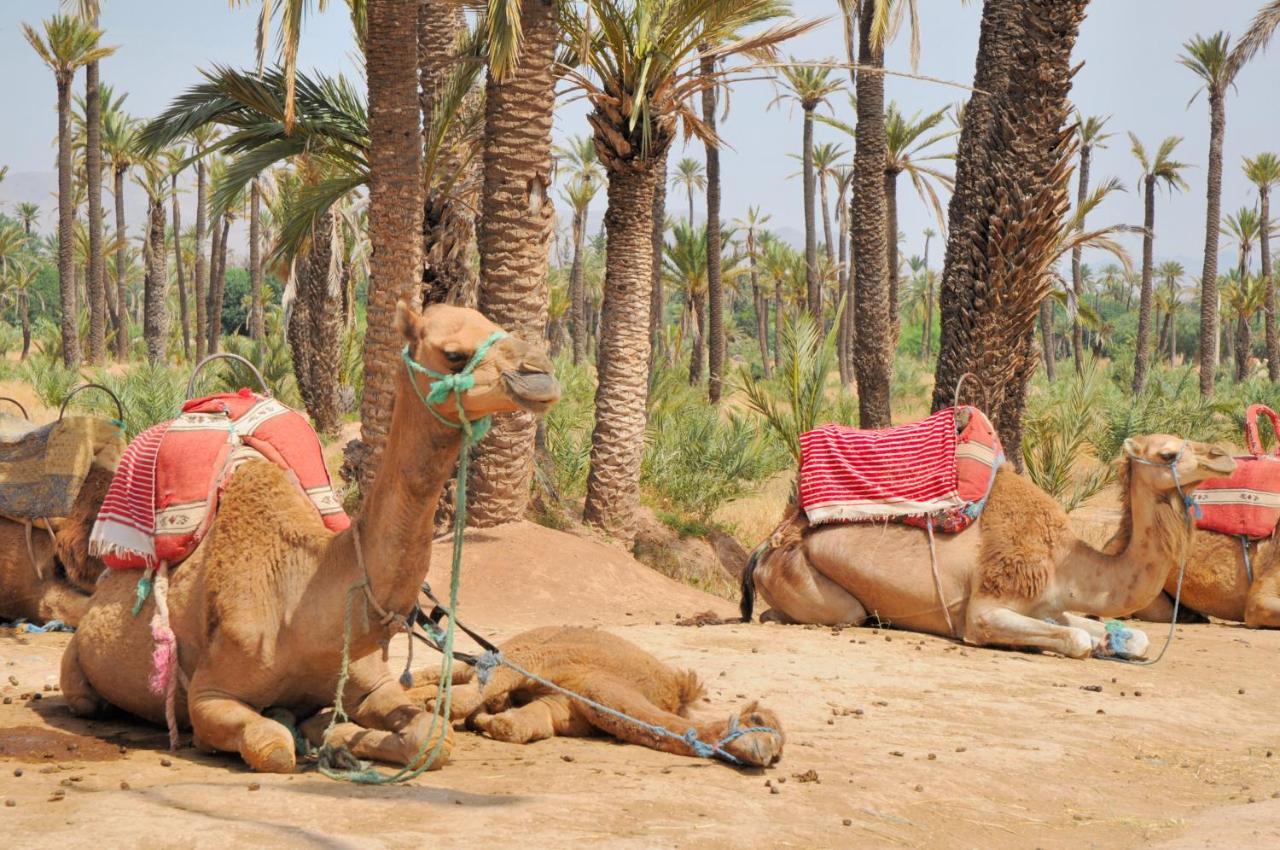 ホテル Dar Salam Palm - 2024 Travellers' Choice マラケシュ エクステリア 写真